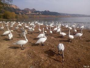 丑小鸭的天鹅湖,天鹅湖畔的奇迹之旅